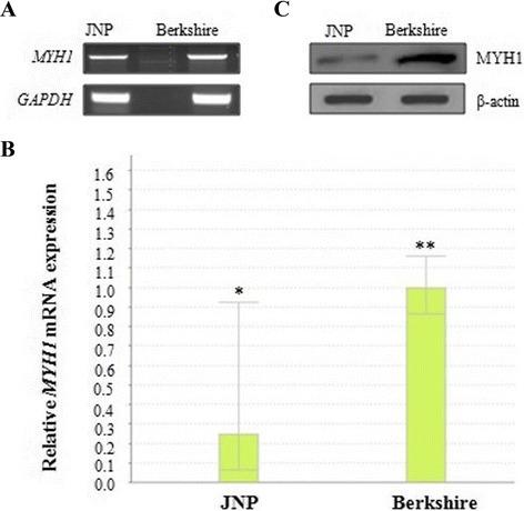 https://cdn.ncbi.nlm.nih.gov/pmc/blobs/b974/4741023/fef2f5eea688/12863_2016_341_Fig1_HTML.jpg