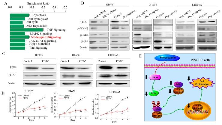 https://cdn.ncbi.nlm.nih.gov/pmc/blobs/b978/6627414/87a45e5c5936/cells-08-00588-g006.jpg
