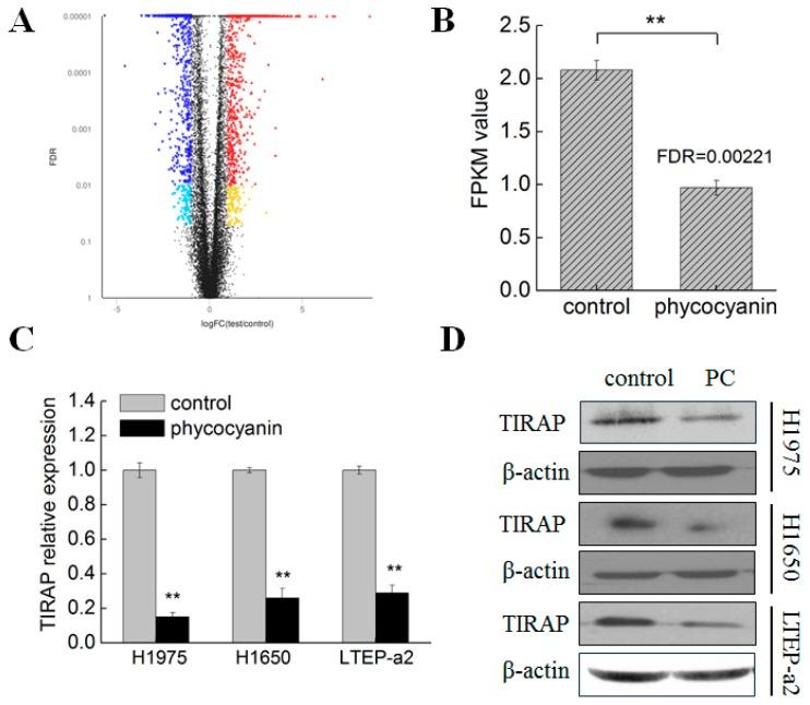 https://cdn.ncbi.nlm.nih.gov/pmc/blobs/b978/6627414/e987d0f10a8f/cells-08-00588-g003.jpg