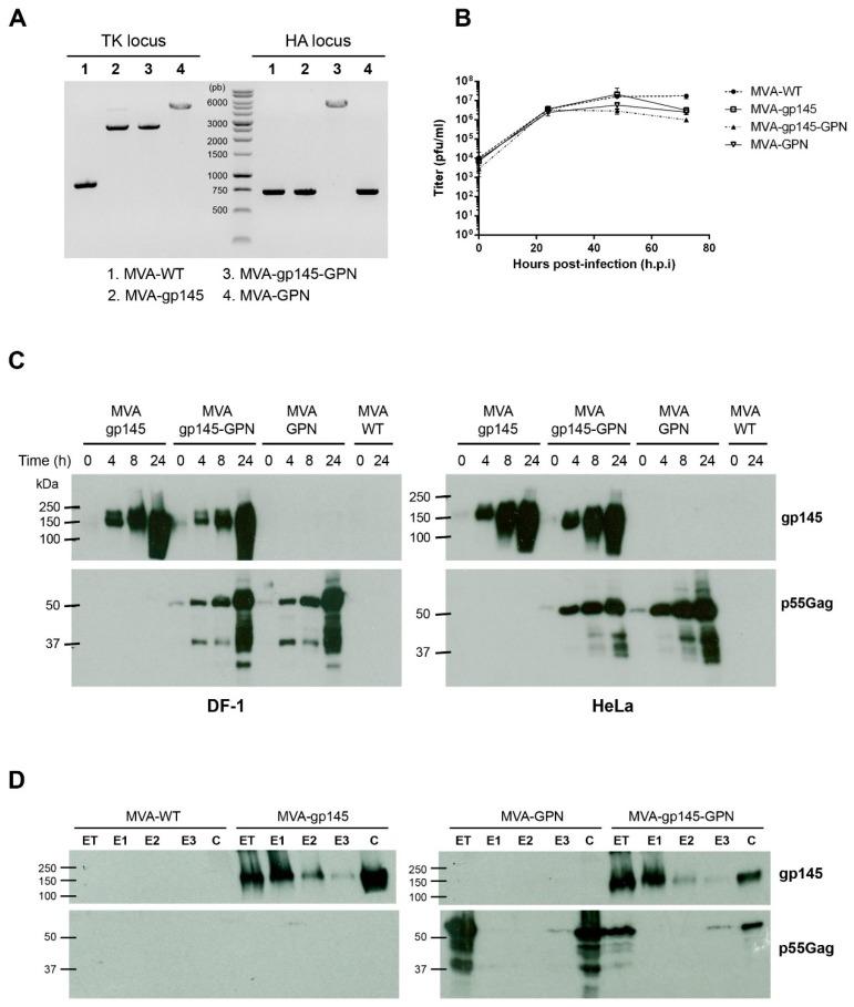 https://cdn.ncbi.nlm.nih.gov/pmc/blobs/b979/6410222/3edc98915b41/viruses-11-00160-g001.jpg
