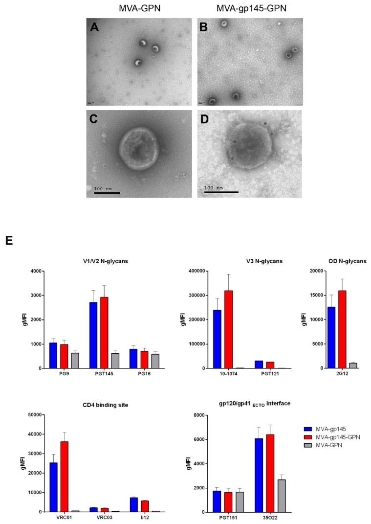 https://cdn.ncbi.nlm.nih.gov/pmc/blobs/b979/6410222/ec69ba364c58/viruses-11-00160-g002.jpg