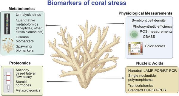https://cdn.ncbi.nlm.nih.gov/pmc/blobs/b97f/12101048/4ab3957e2483/BIES-47-e70007-g001.jpg