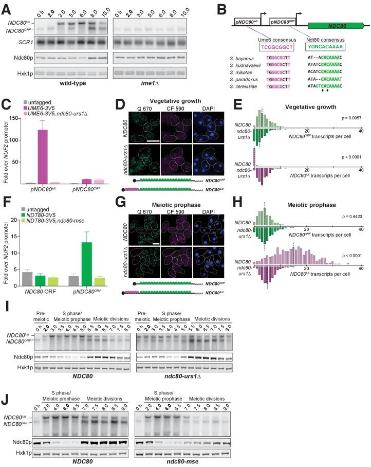 https://cdn.ncbi.nlm.nih.gov/pmc/blobs/b97f/5655150/2731a2591140/elife-27417-fig6.jpg