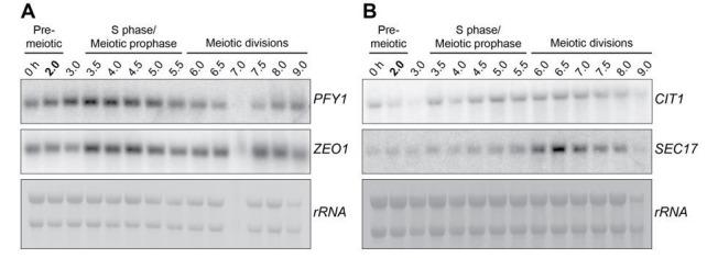 https://cdn.ncbi.nlm.nih.gov/pmc/blobs/b97f/5655150/57c1ca8c0fd1/elife-27417-resp-fig2.jpg