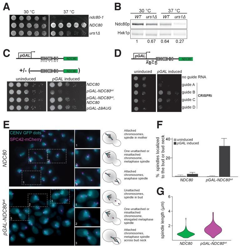 https://cdn.ncbi.nlm.nih.gov/pmc/blobs/b97f/5655150/acfd8ee7c18b/elife-27417-fig8.jpg
