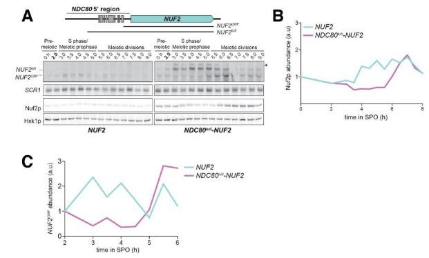 https://cdn.ncbi.nlm.nih.gov/pmc/blobs/b97f/5655150/df9f1b421fbc/elife-27417-resp-fig3.jpg