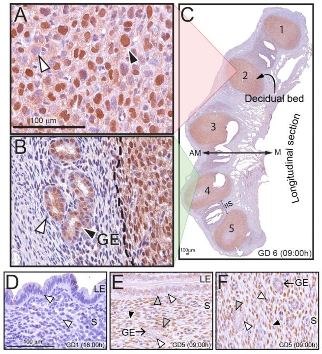https://cdn.ncbi.nlm.nih.gov/pmc/blobs/b981/10970820/a81798ced4bc/ijms-25-03451-g001.jpg