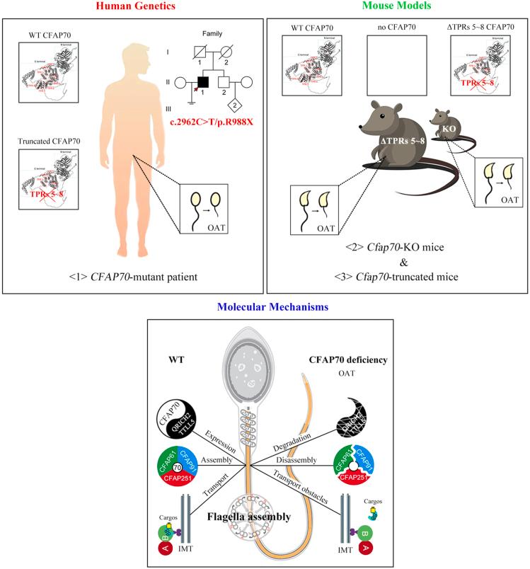 https://cdn.ncbi.nlm.nih.gov/pmc/blobs/b984/10333438/30ba21488476/gr7.jpg