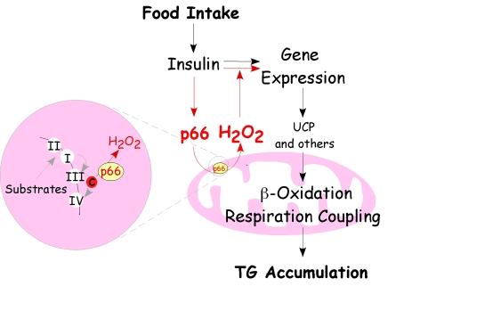 https://cdn.ncbi.nlm.nih.gov/pmc/blobs/b984/2806035/96cd1f9a986c/aging-01-503-g002.jpg
