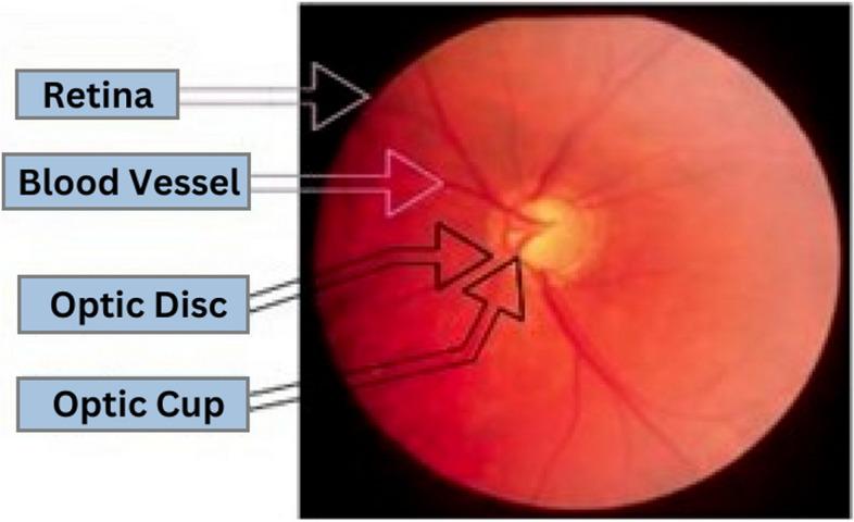 https://cdn.ncbi.nlm.nih.gov/pmc/blobs/b988/11064392/215671a15c64/12911_2024_2518_Fig1_HTML.jpg