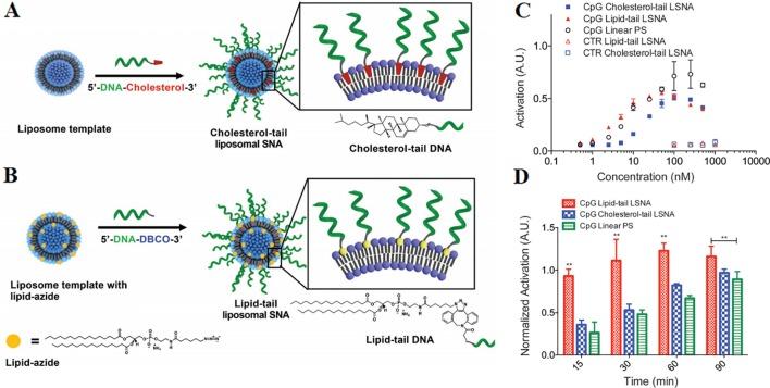 https://cdn.ncbi.nlm.nih.gov/pmc/blobs/b98c/6997790/2c60da875072/fphar-10-01585-g005.jpg