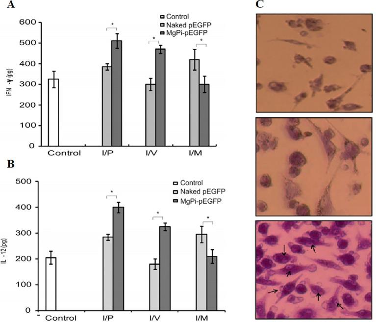 https://cdn.ncbi.nlm.nih.gov/pmc/blobs/b98c/6997790/8ec8b50d7c6e/fphar-10-01585-g006.jpg