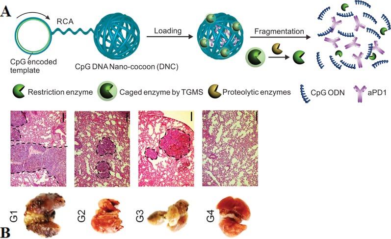 https://cdn.ncbi.nlm.nih.gov/pmc/blobs/b98c/6997790/bc035a3344e7/fphar-10-01585-g008.jpg