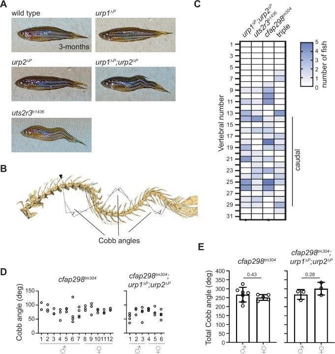 https://cdn.ncbi.nlm.nih.gov/pmc/blobs/b98d/9836392/1712e111836e/elife-83883-fig2-figsupp1.jpg