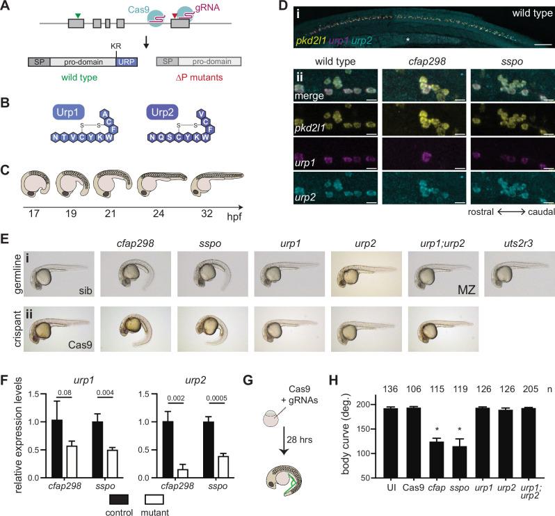 https://cdn.ncbi.nlm.nih.gov/pmc/blobs/b98d/9836392/7718de8be314/elife-83883-fig1.jpg