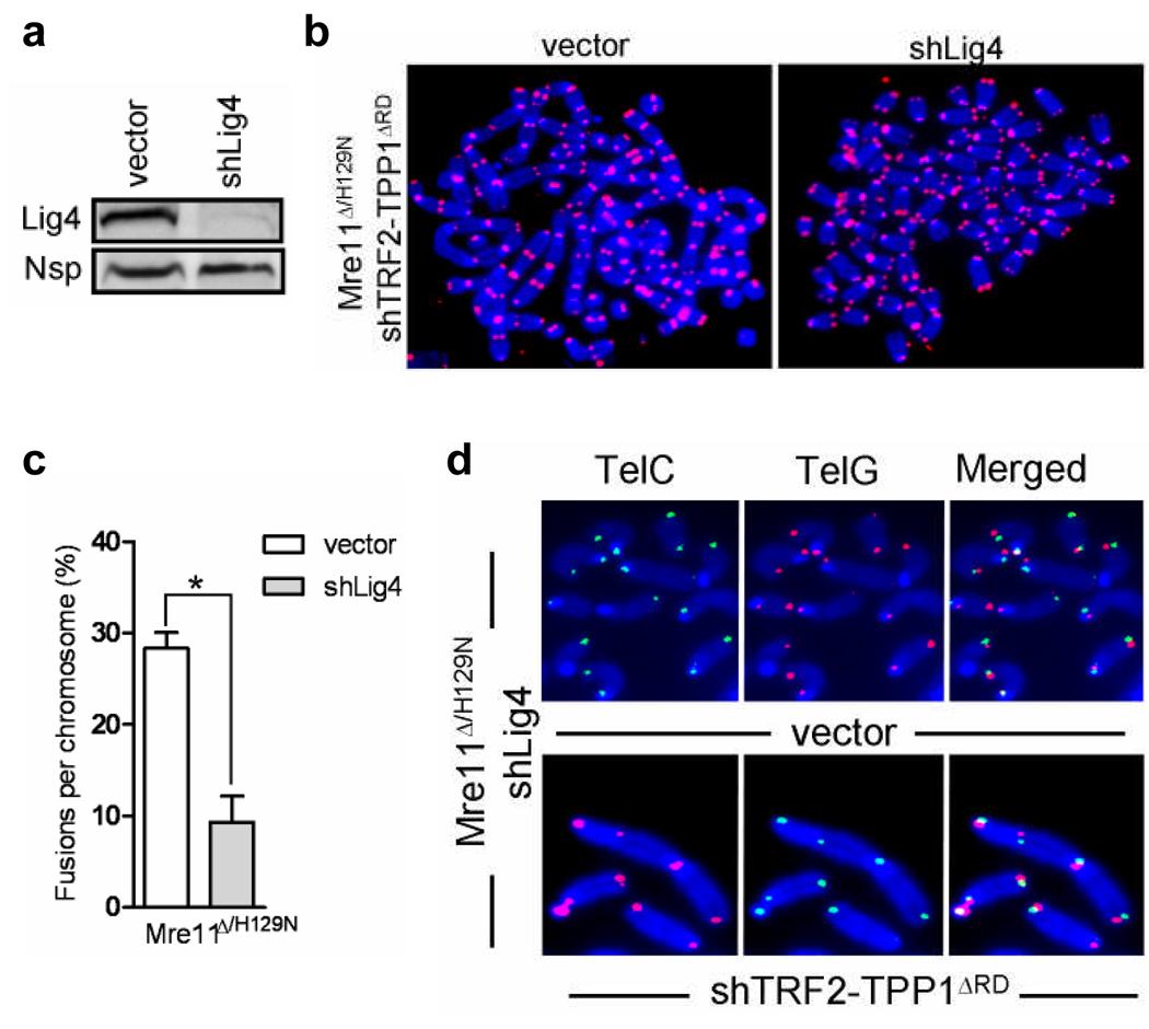 https://cdn.ncbi.nlm.nih.gov/pmc/blobs/b995/2760383/4095fa0c61fa/nihms123961f4.jpg