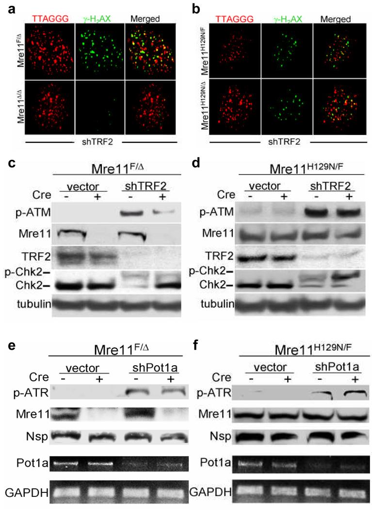 https://cdn.ncbi.nlm.nih.gov/pmc/blobs/b995/2760383/dc3cb3c0cd1b/nihms123961f1.jpg
