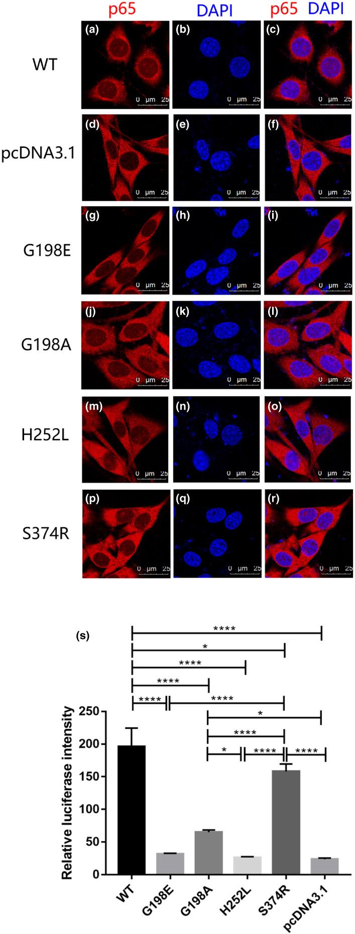 https://cdn.ncbi.nlm.nih.gov/pmc/blobs/b997/10094068/11cde100abb2/MGG3-11-e2119-g006.jpg