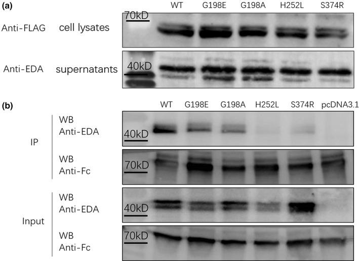 https://cdn.ncbi.nlm.nih.gov/pmc/blobs/b997/10094068/ec2198149436/MGG3-11-e2119-g001.jpg