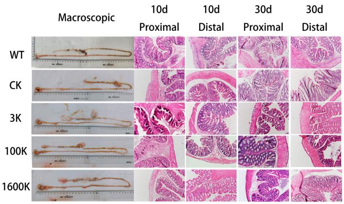 https://cdn.ncbi.nlm.nih.gov/pmc/blobs/b997/11118101/eac8446dea38/biology-13-00319-g003.jpg