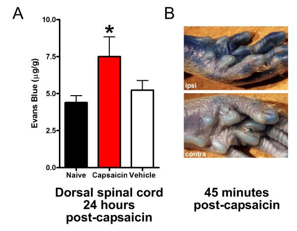 https://cdn.ncbi.nlm.nih.gov/pmc/blobs/b997/2984489/25ee21a61135/1744-8069-6-74-4.jpg