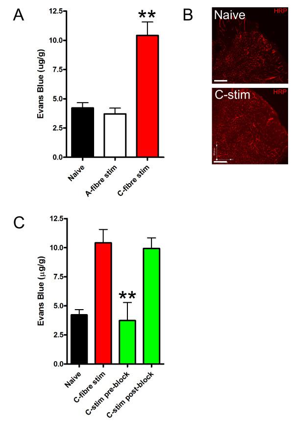 https://cdn.ncbi.nlm.nih.gov/pmc/blobs/b997/2984489/3555440ab1e5/1744-8069-6-74-3.jpg