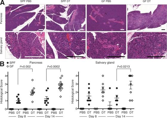 https://cdn.ncbi.nlm.nih.gov/pmc/blobs/b998/2964571/46150a25c700/JEM_20101235_RGB_Fig4.jpg