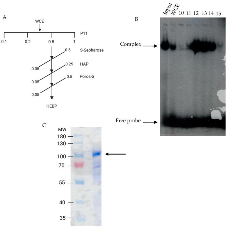 https://cdn.ncbi.nlm.nih.gov/pmc/blobs/b9a0/10253590/7c400e0b5498/ijms-24-09472-g002.jpg