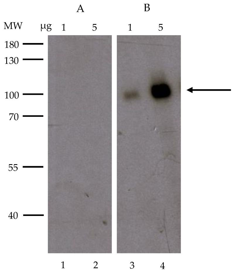 https://cdn.ncbi.nlm.nih.gov/pmc/blobs/b9a0/10253590/bc09a45b1cb3/ijms-24-09472-g003.jpg