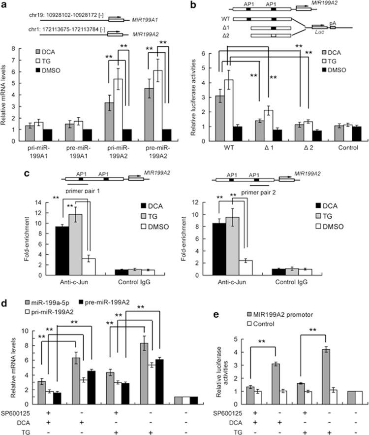 https://cdn.ncbi.nlm.nih.gov/pmc/blobs/b9a4/3668635/b77148a99164/cddis2013134f5.jpg