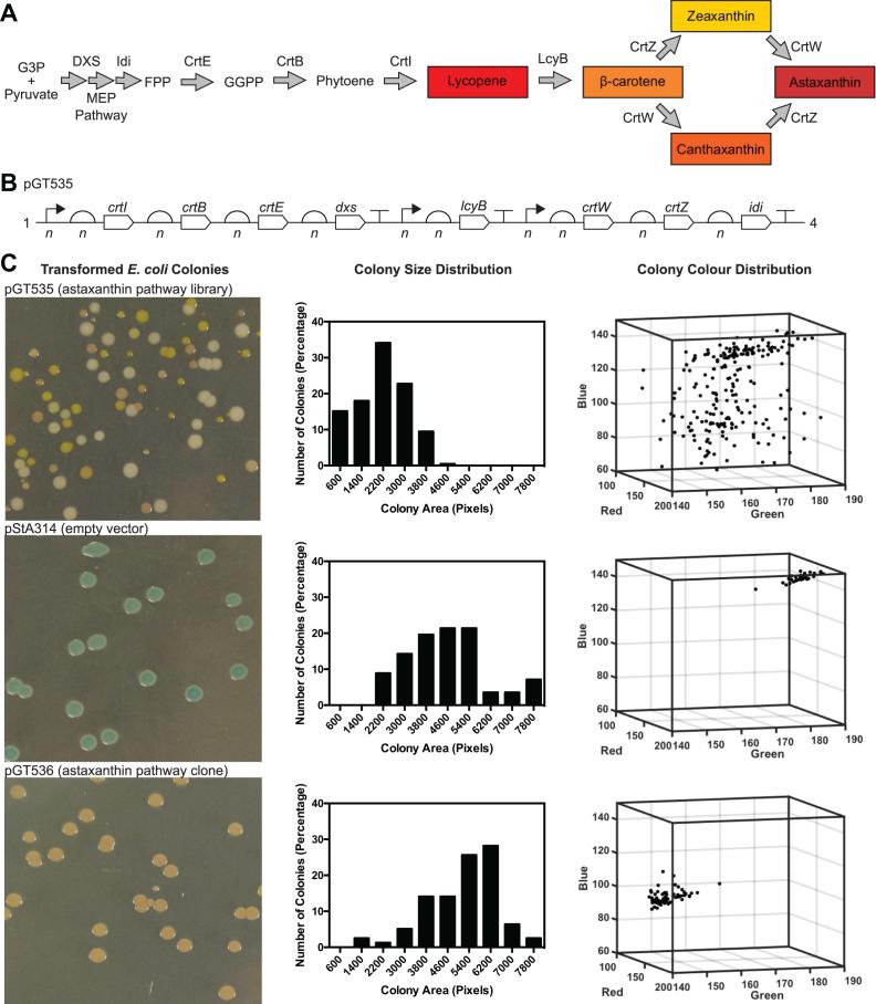 https://cdn.ncbi.nlm.nih.gov/pmc/blobs/b9aa/6379671/834b41a2d572/gky1182fig5.jpg