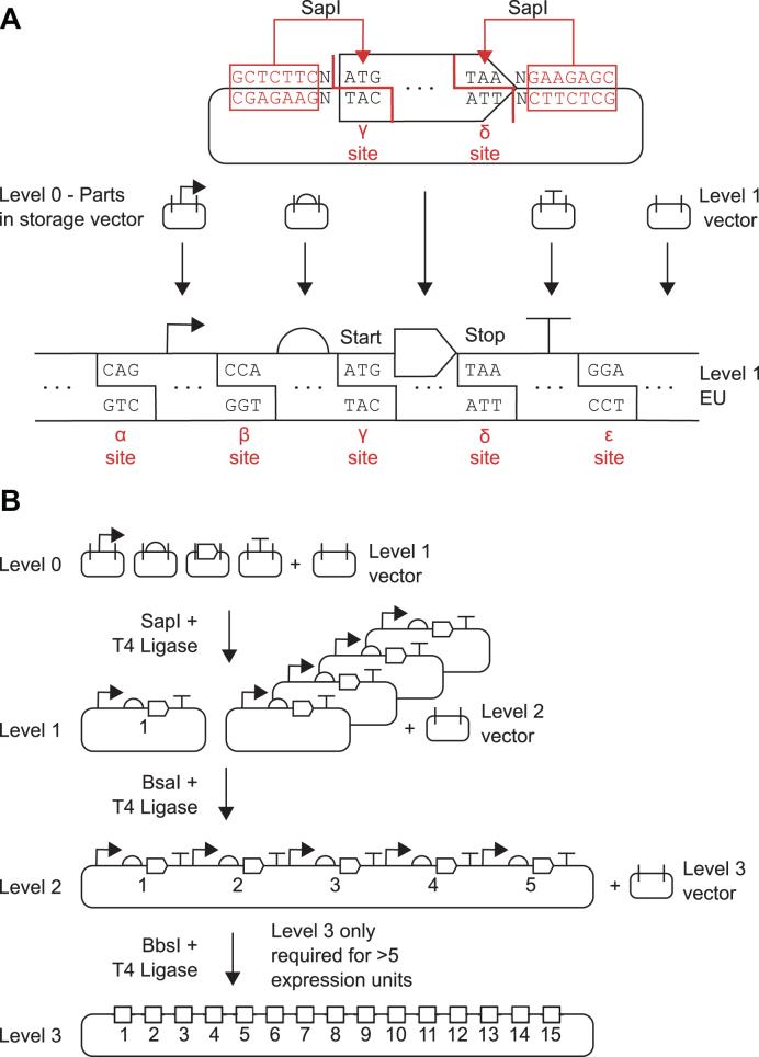 https://cdn.ncbi.nlm.nih.gov/pmc/blobs/b9aa/6379671/8a3e6de8e421/gky1182fig1.jpg