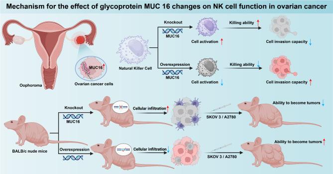 https://cdn.ncbi.nlm.nih.gov/pmc/blobs/b9ac/11837316/99614b4bbff2/12885_2025_13461_Fig6_HTML.jpg