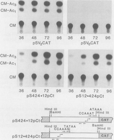 https://cdn.ncbi.nlm.nih.gov/pmc/blobs/b9ad/365547/6bb85cf644f4/molcellb00071-0012-a.jpg