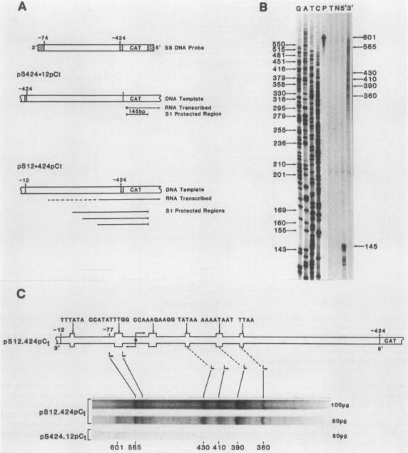 https://cdn.ncbi.nlm.nih.gov/pmc/blobs/b9ad/365547/ad89cce29517/molcellb00071-0014-a.jpg