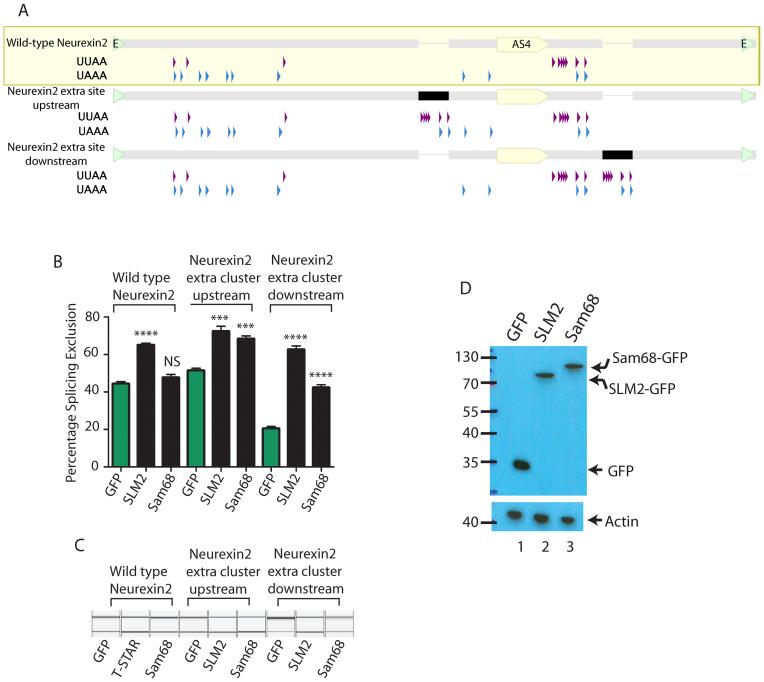 https://cdn.ncbi.nlm.nih.gov/pmc/blobs/b9ad/5397175/47f870ab195f/gkw1277fig4.jpg