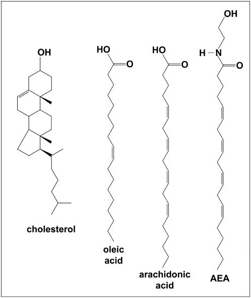 https://cdn.ncbi.nlm.nih.gov/pmc/blobs/b9af/2658885/a60b8b9f3e65/pone.0004989.g004.jpg