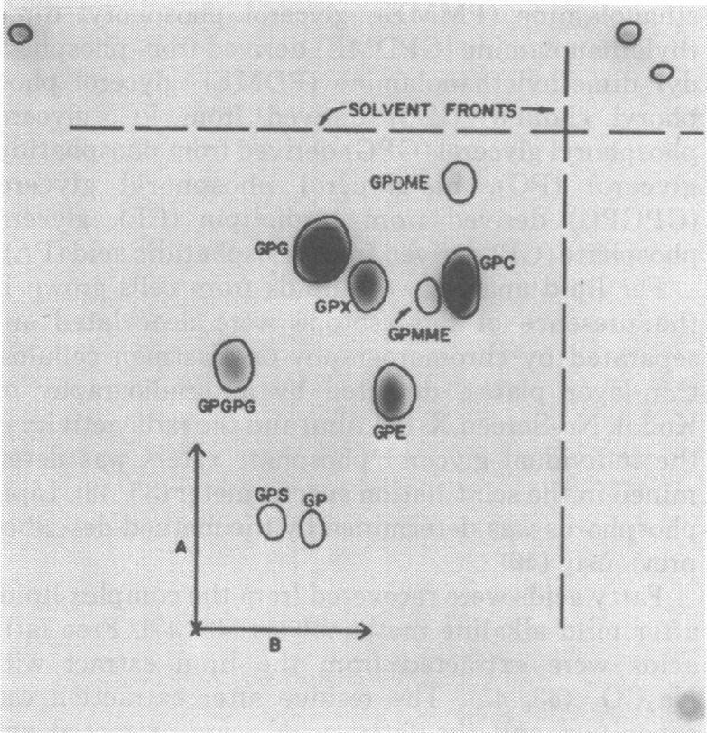 https://cdn.ncbi.nlm.nih.gov/pmc/blobs/b9b1/251561/5d8005b0e3c7/jbacter00356-0274-a.jpg