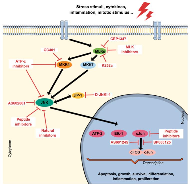https://cdn.ncbi.nlm.nih.gov/pmc/blobs/b9b4/7765872/8bfb3172a5a1/ijms-21-09677-g006.jpg