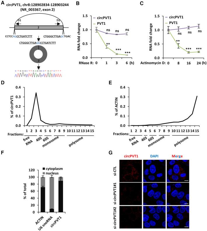 https://cdn.ncbi.nlm.nih.gov/pmc/blobs/b9b6/10183818/a04e21609c56/EMBJ-42-e112408-g012.jpg