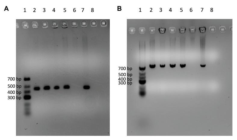 https://cdn.ncbi.nlm.nih.gov/pmc/blobs/b9b8/7829221/6e9ae7dca428/fmicb-11-596828-g003.jpg