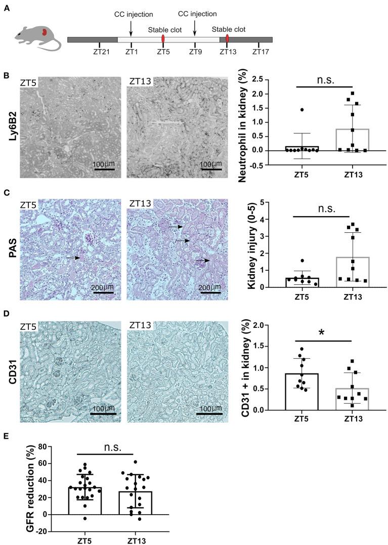 https://cdn.ncbi.nlm.nih.gov/pmc/blobs/b9ba/9366331/2e031984dd8d/fcvm-09-974759-g0004.jpg