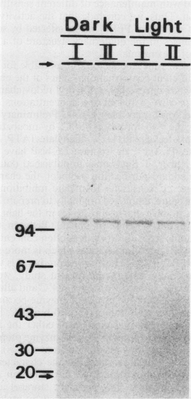 https://cdn.ncbi.nlm.nih.gov/pmc/blobs/b9bf/1056156/70a210e7d532/plntphys00606-0221-a.jpg