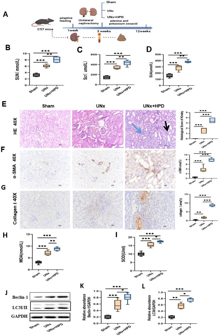 https://cdn.ncbi.nlm.nih.gov/pmc/blobs/b9c4/11321104/e790fa18044e/IRNF_A_2387429_F0001_C.jpg