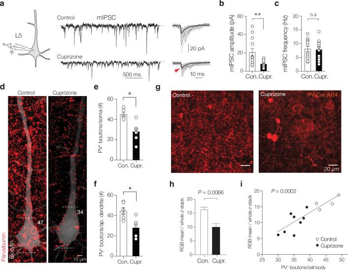 https://cdn.ncbi.nlm.nih.gov/pmc/blobs/b9c6/8887893/e04b2a4d4ce7/elife-73827-fig3-figsupp1.jpg