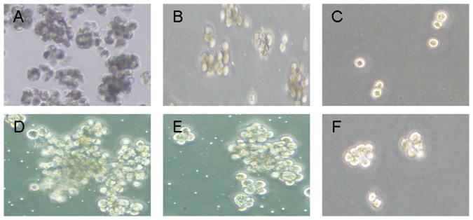 https://cdn.ncbi.nlm.nih.gov/pmc/blobs/b9ca/5381612/ace54c571097/srep05646-f4.jpg