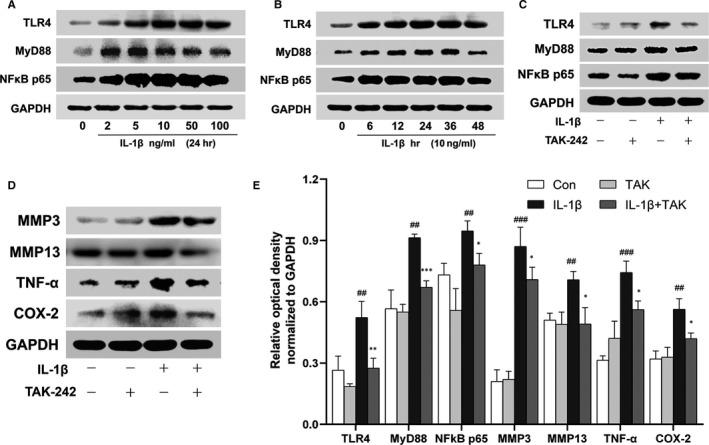 https://cdn.ncbi.nlm.nih.gov/pmc/blobs/b9cd/7576306/ee3eeb542b1b/JCMM-24-11489-g006.jpg