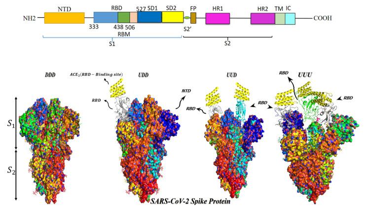 https://cdn.ncbi.nlm.nih.gov/pmc/blobs/b9cd/9968219/4b822d5d4c60/vaccines-11-00204-g002.jpg