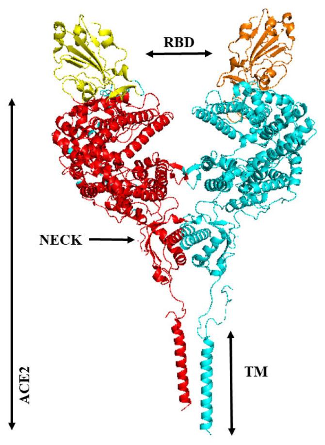 https://cdn.ncbi.nlm.nih.gov/pmc/blobs/b9cd/9968219/b6704ab0e09d/vaccines-11-00204-g007.jpg