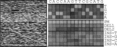 https://cdn.ncbi.nlm.nih.gov/pmc/blobs/b9cf/549431/ddc61118ecdd/gni034f2.jpg